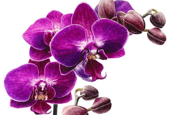 Значение тату Орхидея: Для девушек и мужские & Эскизы & Фото - VeAn Tattoo