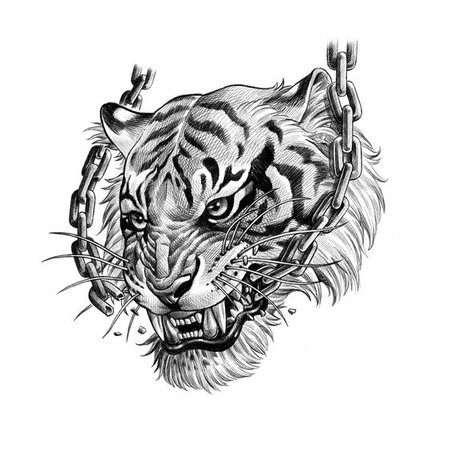 эскиз тигр