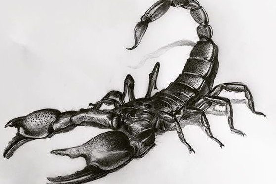 Эскизы тату скорпион