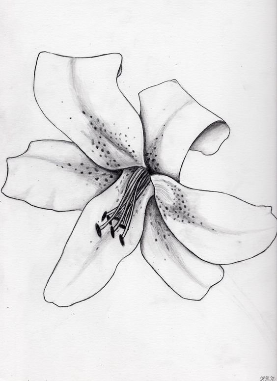 Цветок лилии эскиз - 66 фото