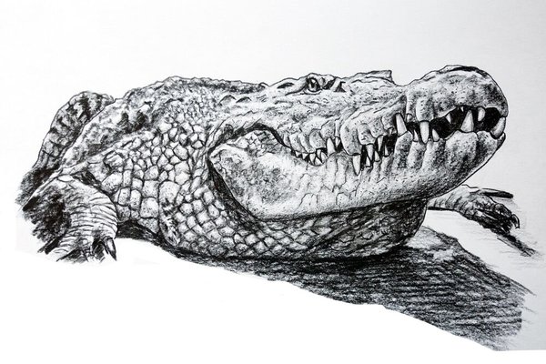 Крокодил или аллигатор?