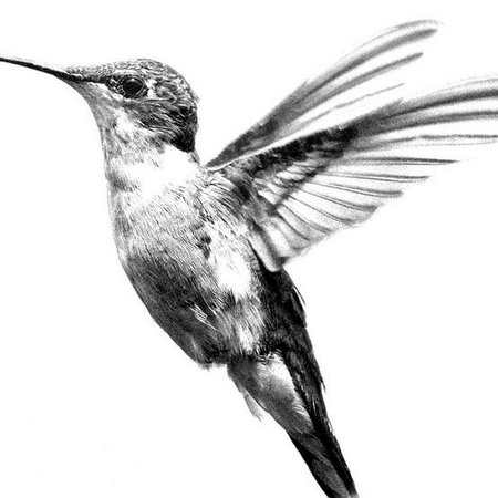 Эскизы тату колибри для девушек (66 фото)