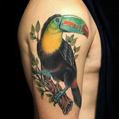 тату ескізи "Тукан" | VeAn Tattoo